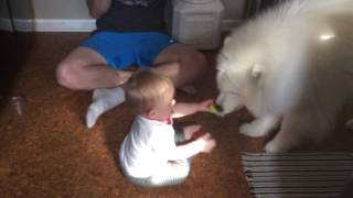 Lexi the Samoyed playing tug of war with Nika. by Tom Brown 17,410 views 7 years ago 32 seconds