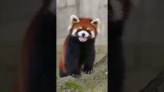 Did You Know Red Pandas Sound Like This? ♥️🤭