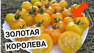 Золотая Королева Томат Фото