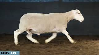 LOT 119 Illoura Final Ram Sale 2026