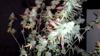 Gmo Strain