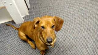 Dachshund Learns the Quiet Command