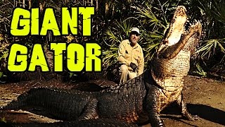 1200 LB Alligators that can eat you WHOLE