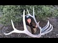 ANOTHER HUGE SET OF SHEDS OFF OF THE SAME BULL!!! 3 years of searching pays off (Part 4)