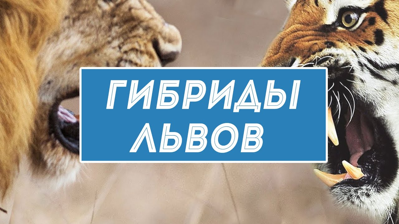 Гибриды львов и тигров: где обитают редкие комбинации ...
Гибриды Людей и Животных