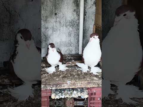Lahori siraji for sell price 5000.#pigeon #fancypigeon #minivlog