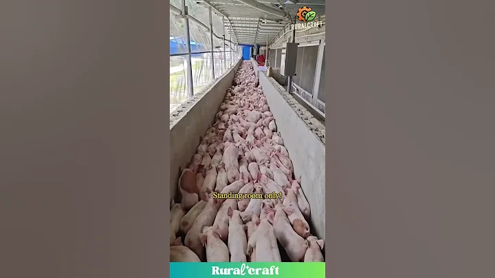 This Pig Farm is PACKED! #pigs #farming #wow