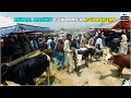 Busy Cattle | Animal Market | Cow Mandi | 4K