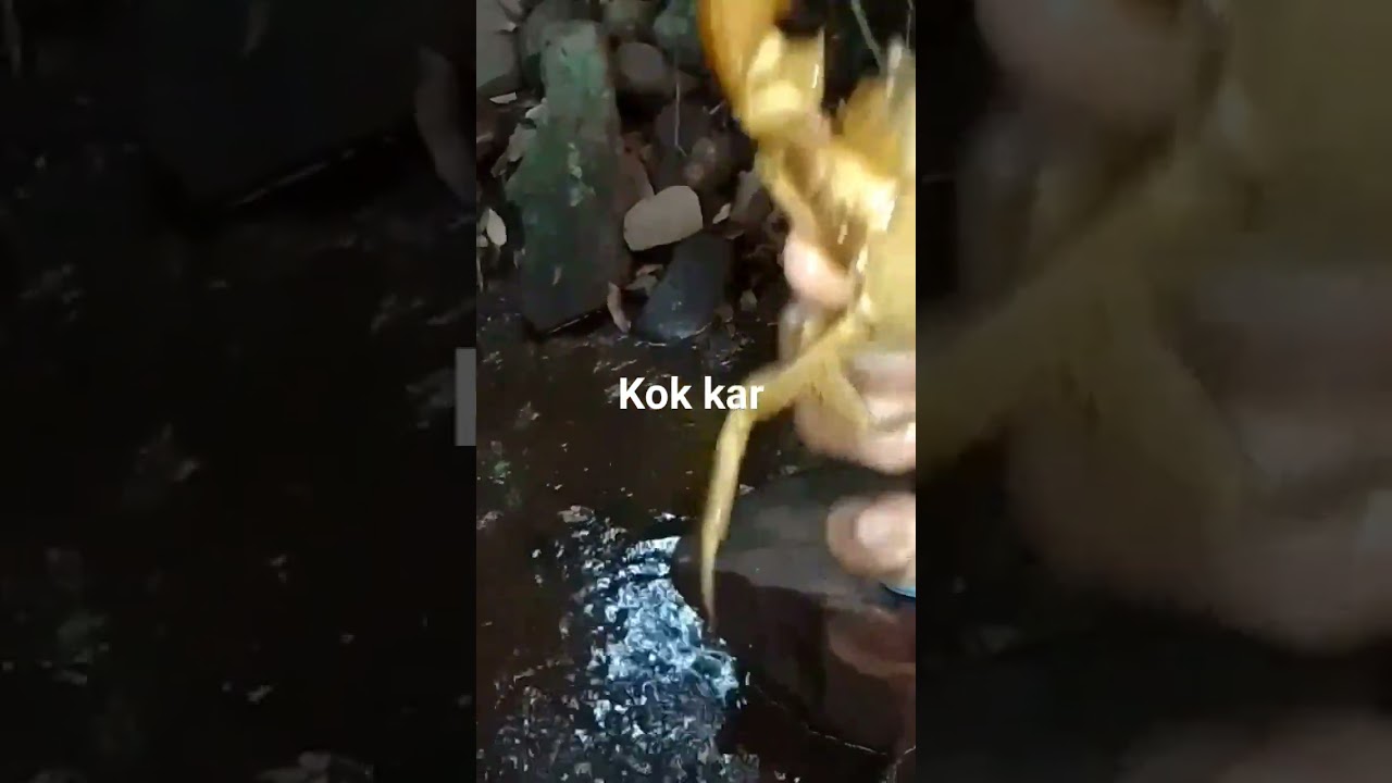 ||kokan || triding || sindhurg || short video|| kokni boy