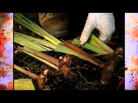 Video: Storing Gladioli. When To Dig Up And How To Store? Photo