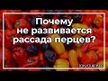 Почему не развивается рассада перцев? | toNature.Info