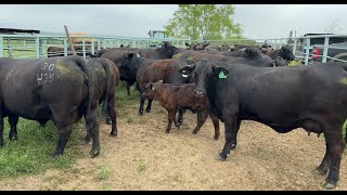 Getting Ready to Pregnancy Check the Herd