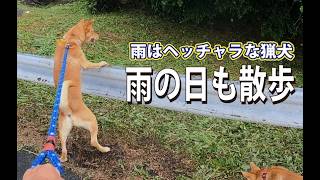 【猟犬】雨はヘッチャラな猟犬たち #猟犬 #猪猟 #犬 #犬動画 #狩猟