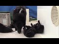 Sailing Schipperke puppies - from lumps to toddlers の動画、YouTube動画。