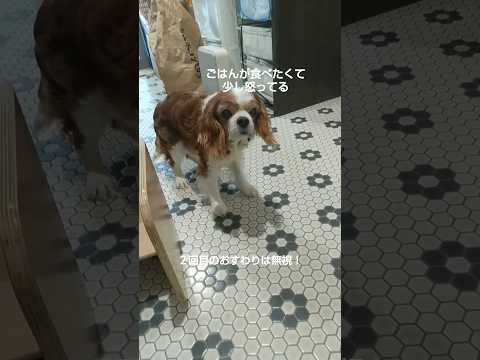 ごはんが食べたくて少し怒ってるキャバリアキングチャールズスパニエル  cavalier king charles spaniel　#キャバリア　#犬ごはん