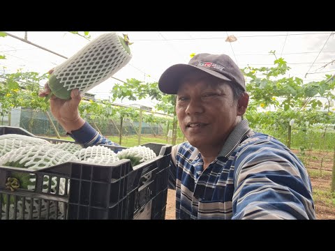 Harvest Apple Loofah gourd Sunday morning June 28 2026