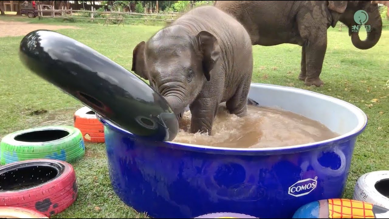 Top Ten Baby Elephants At Play   Elephantnews