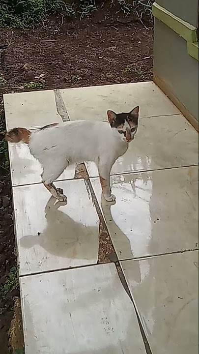 kucing tetangga