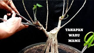 UPDATE ‼️TAHAPAN MEMBUAT BONSAI MAME WARU TAIWAN