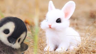 Cute Baby Animals Videos Compilation | Funny and Cute Moments of Animals of the week #2