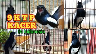 Kenali 9 KTP Kacer Indonesia Dan Sebrang