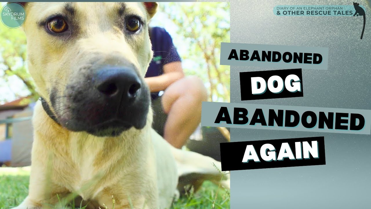 Abandoned dog gets abandoned again - please help find him a home # ...