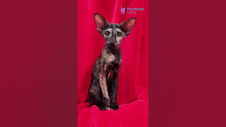 Video 10940771: female oriental shorthair kitten, black oriental shorthair, orientalshorthair, kittens rare