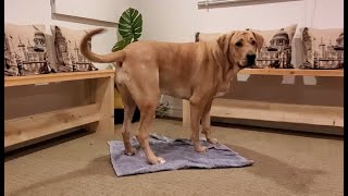 How to training a dog to go to its mat - Part 2 (without using lures)