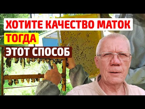 Как вывести качественных маток без осиротения