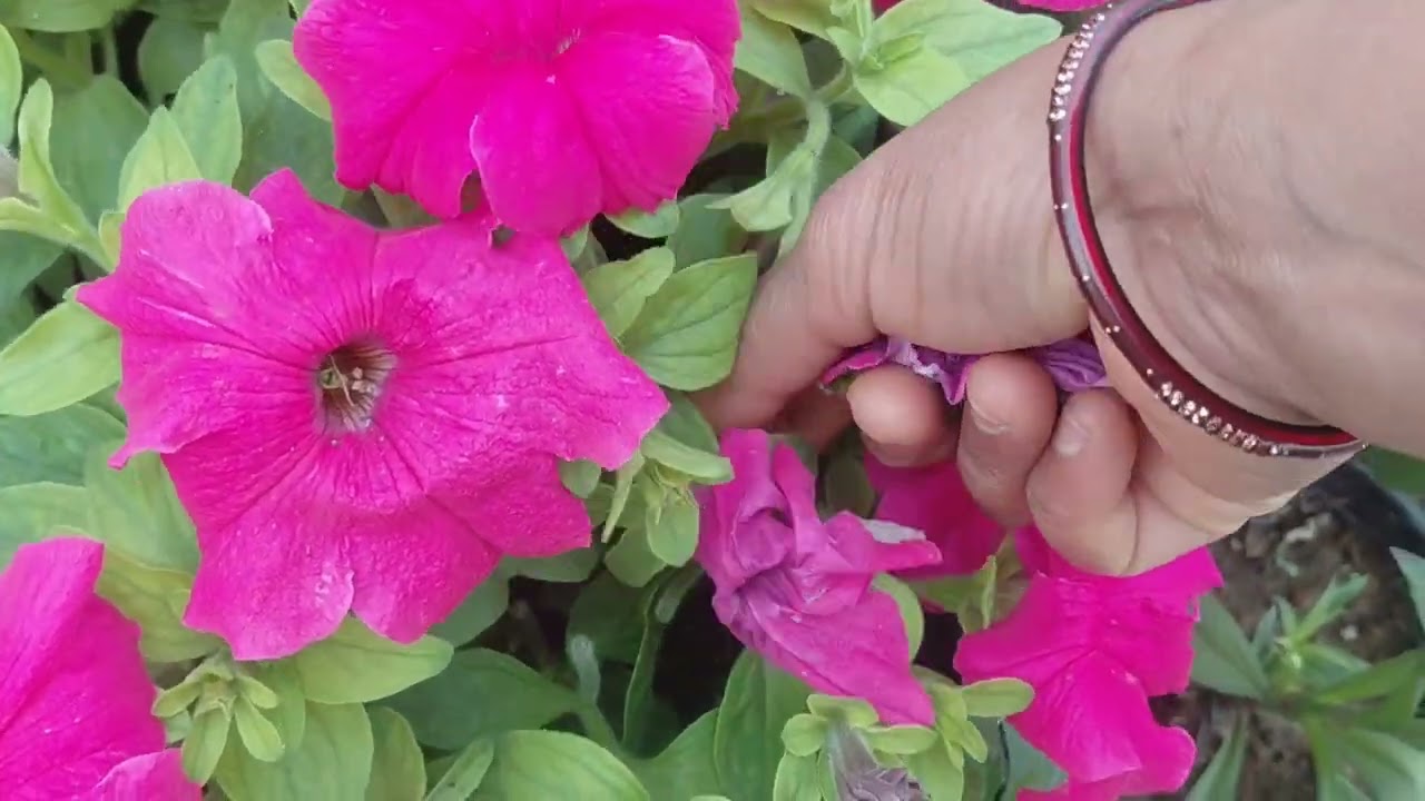 🟡Sunday garden overview🟡🙏👍👍