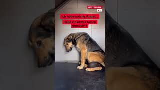 Tötungsstationwie Lange Schafft Sie Es Noch?