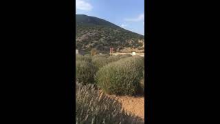 Lavanta Bahçeleri, Lavanta Kokusu, Şifalı Bitki Lavanta, Antalya, Burdur, Isparta. Maneviyat.