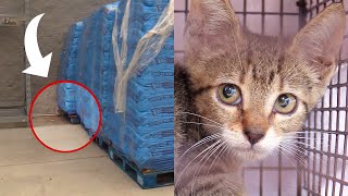 A Quick Walmart Kitten Rescue - Cat Man Chris by Cat Man Chris 145,021 views 3 years ago 2 minutes, 34 seconds