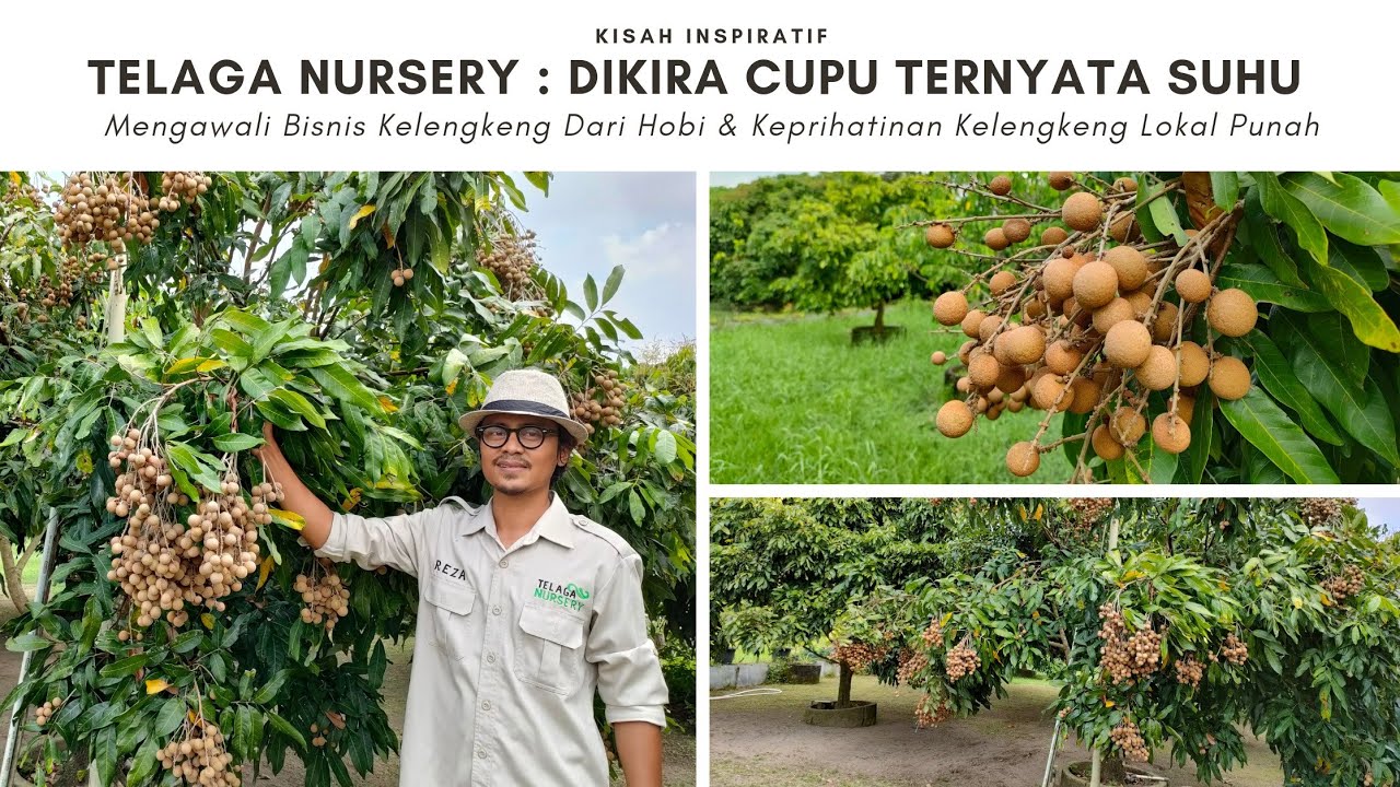 Resign Kantor Menjadi Petani Kelengkeng-Telaga Nursery Buktikan Omset NO Kaleng-kaleng