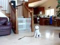 Basic Puppy Obedience 2 Basic Puppy Obedience 2