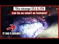 This strange SEA ALIEN can be as smart as humans!