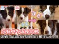 本当の兄妹犬の子犬から成犬までの成長を比較してみた！【ボーダーコリー】/ Growth comparison of Bordercollie brother and sister