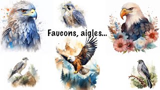 Faucons, aigles, vautours…