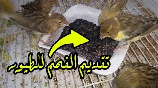 ما الفائدة من تقديم الفحم للطيور ؟