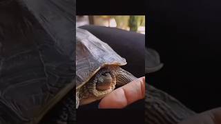 so apenas  tartaruga  lindo🐢,  oque achou  na sua cabeça 🤣🤣🤣🤣🤣🥰
