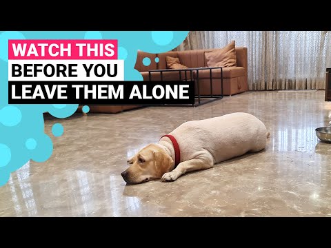 Can Labradors Stay Alone At Home
