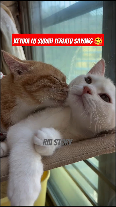 is this what is called Bucin !? 🥰 #feed #cat #entertainment #funny #cute #bucib #pets #riiistory ...