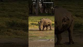 How does rhino poop power ecosystems? #NHM #Rhino #Ecosystem
Museum scientist Alex Cranston explains how rhino poop helps to power the planet and what the consequences of losing these large mammals would be.
#NaturalHistoryMuseum #Rhinoceros #Rainforest
Subscribe to our channel for the latest natural history content http://www.youtube.com/naturalhistorymuseum?sub_confirmation=1
The Natural History Museum in London is home to more than 80 million objects, including meteorites, dinosaur bones and a giant squid. Our channel brings the Museum to you, from what goes on behind the scenes to surprising science and stories from our scientists.
Browse our shop: https://www.nhmshop.co.uk/
Website: http://www.nhm.ac.uk
Instagram: http://instagram.com/natural_history_museum
TikTok: https://www.tiktok.com/@its_nhm
Bluesky: https://bsky.app/profile/nhm-london.bsky.social
X: https://x.com/nhm_london
Facebook: http://fb.com/naturalhistorymuseum How does rhino poop power ecosystems? #NHM #Rhino #Ecosystem