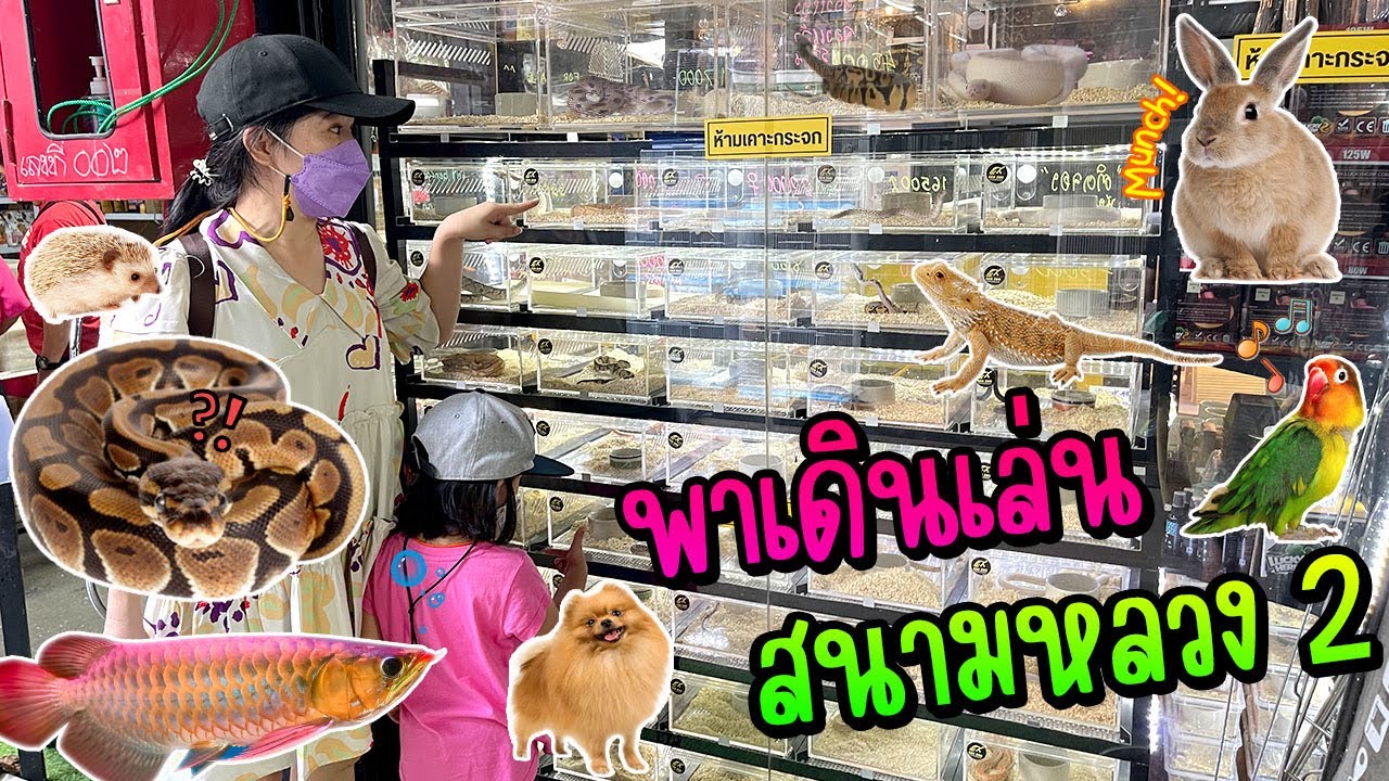 เดินเที่ยวสนามหลวง2 พาดูโซนสัตว์เลี้ยง ตลาดปลา กระต่าย นก งู หมา แมว ปลามังกร | Bm and porsche