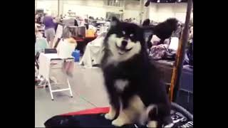 SGCH MIKEY Finnish Lapphund smart boy!