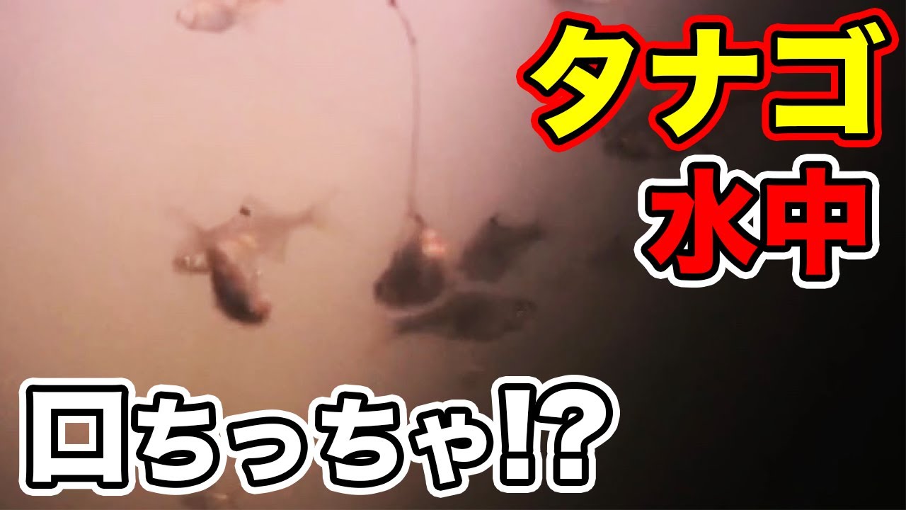 超簡単 誰でも出来る タナゴ釣り 格安イトウキの作り方 小物釣り Youtube