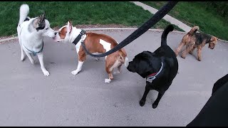 Americki Staford Enzo Vs 4 Muzjaka - Veoma Opasan Susret