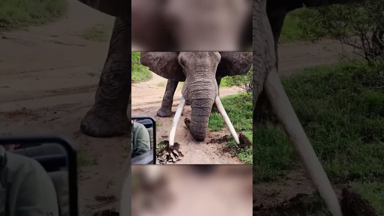 Elephant Tusks Digging the Earth