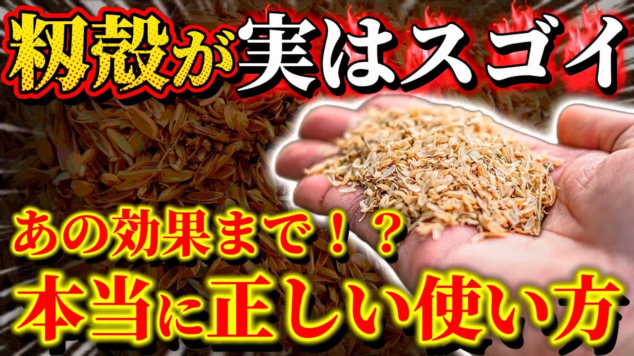 【籾殻】実はスゴイ!こんな効果まである籾殻の本当に正しい使い方についてお話します - YouTube