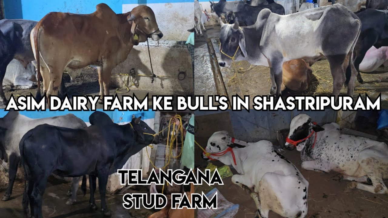 Telangana Stud farm Bilal bhai ki Asim dairy farm ke Bull's in Shastripuram | sahiwal deoni ongole